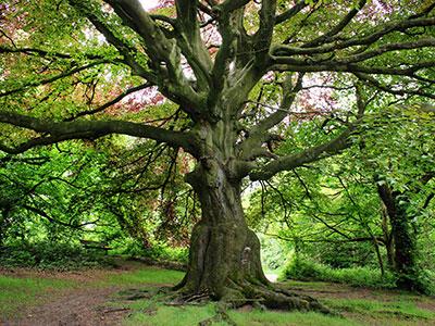 London Hampstead Heath tree